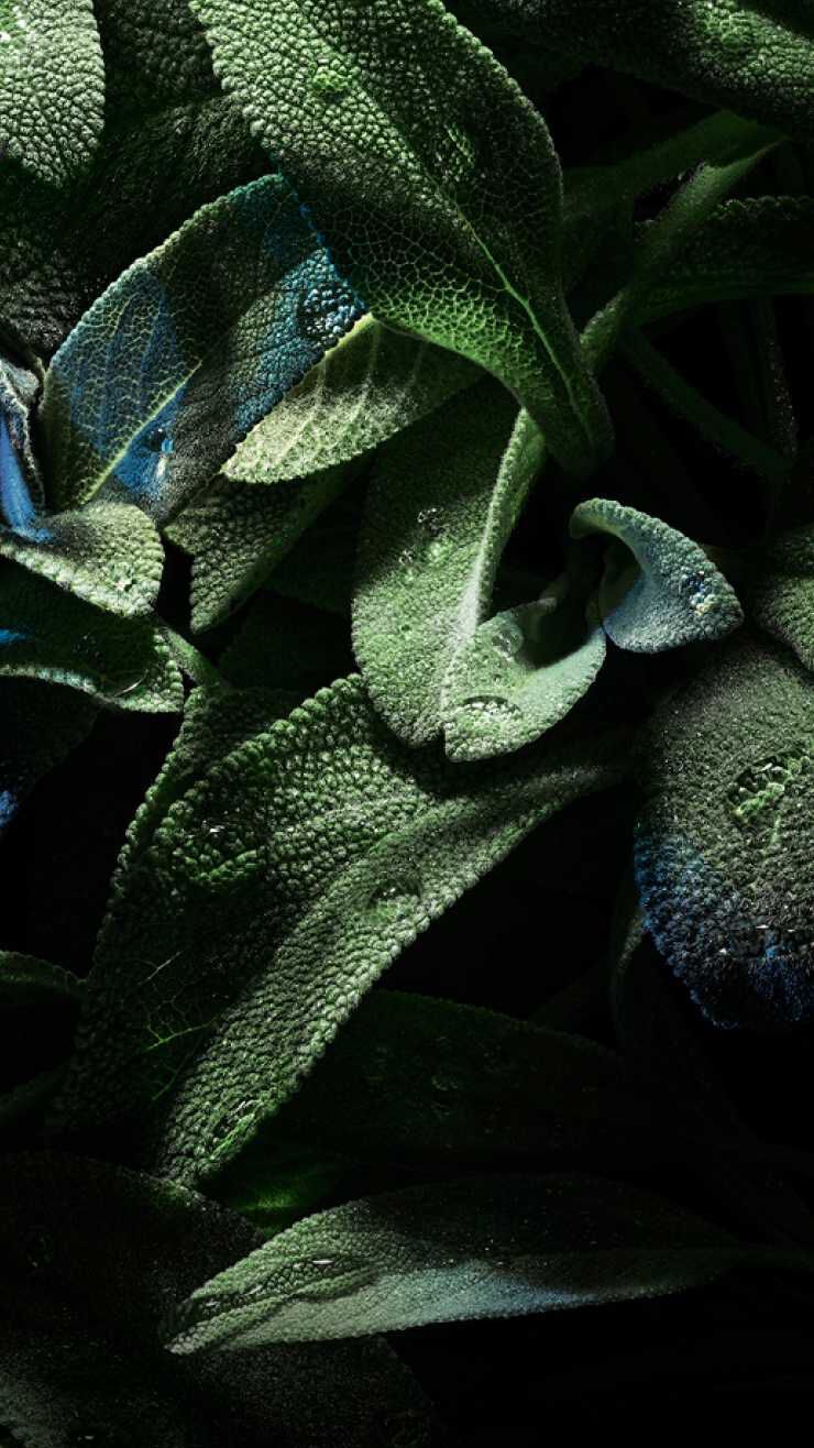 Close-up of lush green leaves with textured surfaces and glistening droplets of water, set against a dark background.