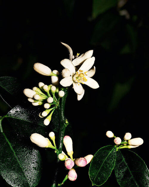 A close-up of a flowering citrus plant with delicate white blossoms and pink buds, surrounded by dark green leaves against a black background.
