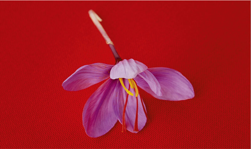 A single purple flower with delicate petals placed on a bright red background.