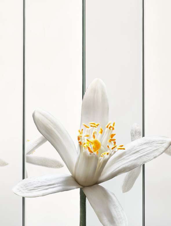 A close-up of a white flower with delicate petals and yellow stamen, set against a minimalist background.