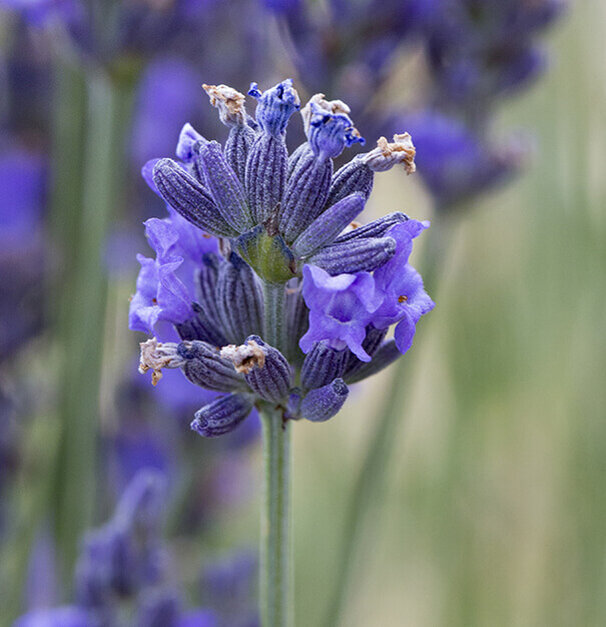 Close-up of a lavender flower, featuring clusters of purple blossoms with delicate petals and a textured green stem. Blurred green background.