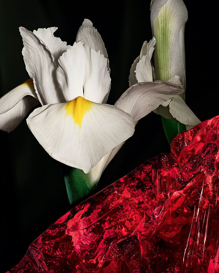 Edle Iris-pallida-Blüten und roter
Amberkristall, die die prägnante
Dualität von CŒUR Eau de Parfum von
YSL repräsentieren.