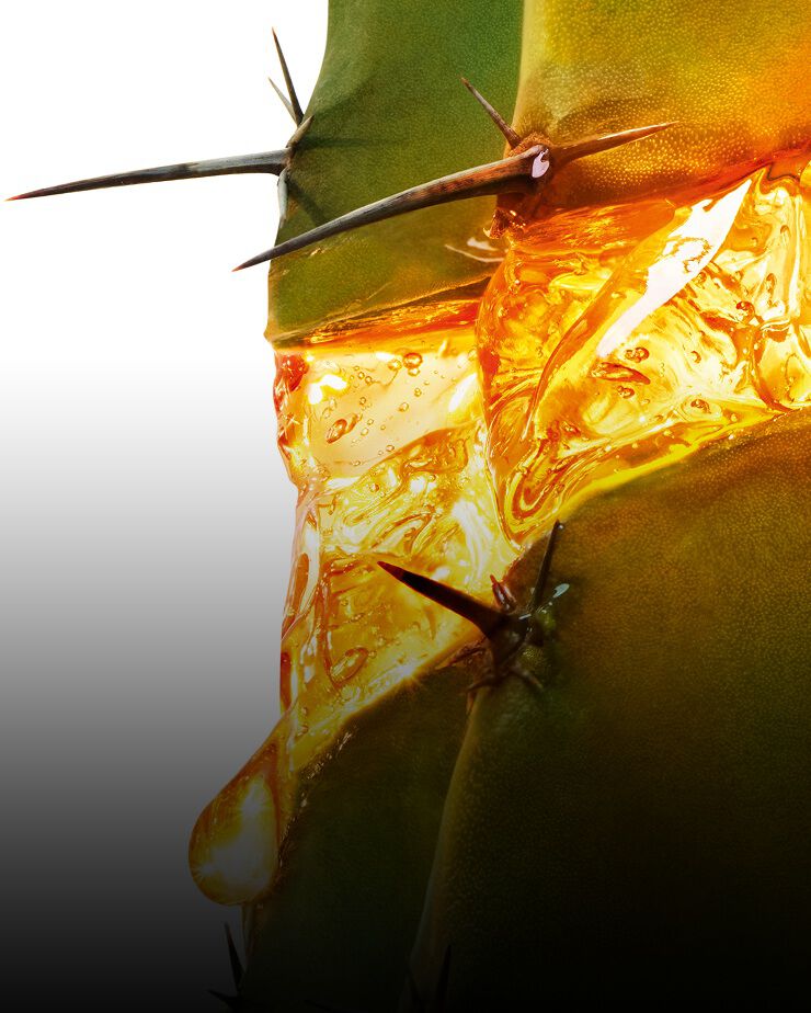 Nahaufnahme eines Mondlichtkaktus mit goldenem Pflanzensaft
