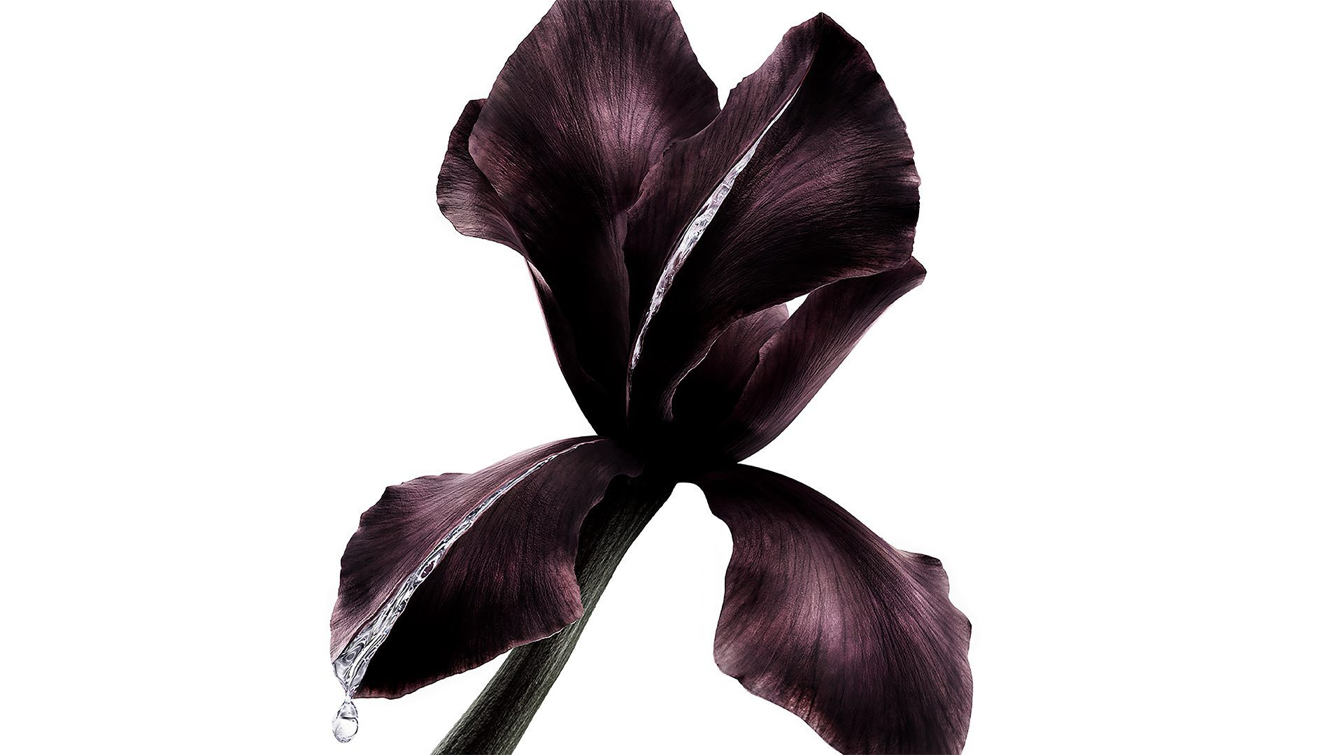 Dunkelviolette Irisblüte, Hauptbestandteil der YSL Beauty Pure Shots, mit einem glitzernden Tropfen Flüssigkeit.